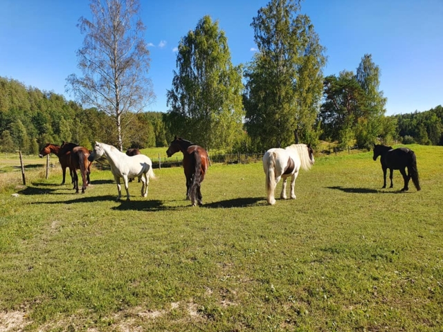 Horses in the field